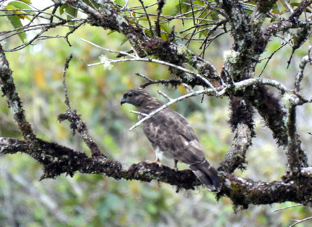 Madagascar Buzzard - ML646803957