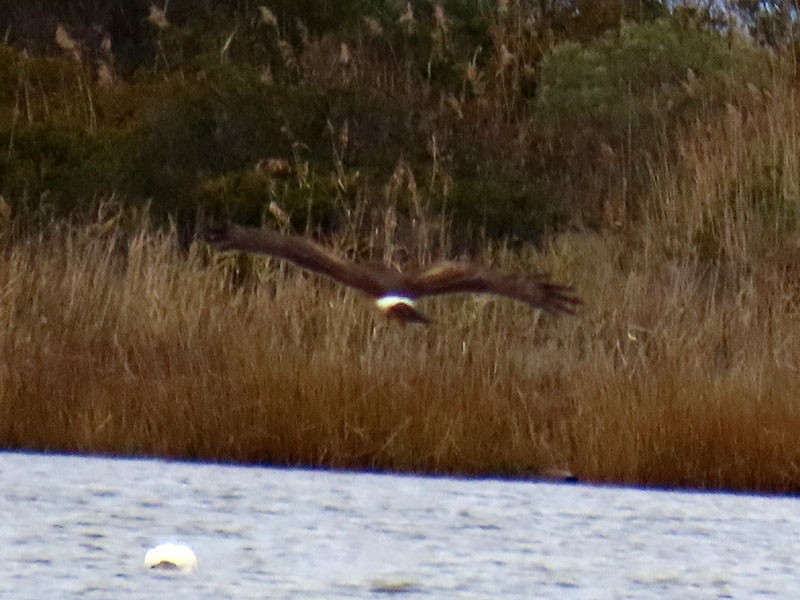 Northern Harrier - ML646803958