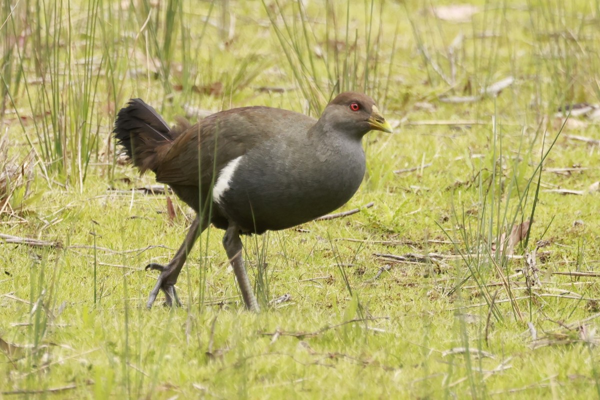 Tasmanian Nativehen - ML646803959