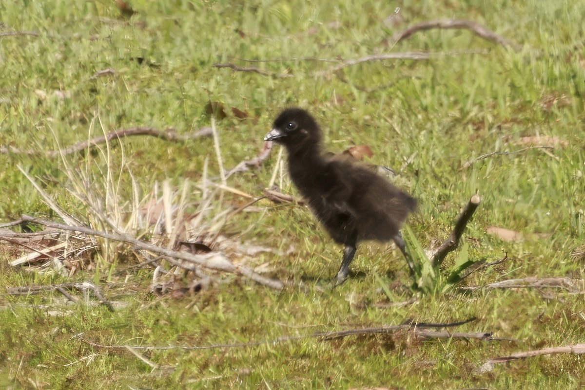 Tasmanian Nativehen - ML646803961
