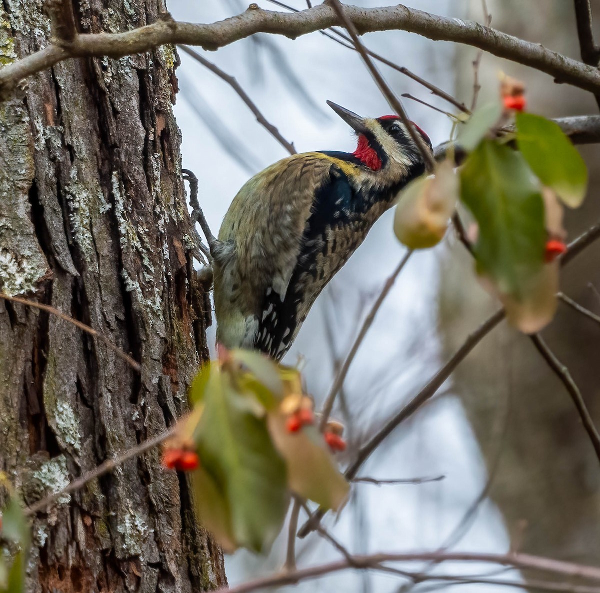 Yellow-bellied Sapsucker - ML646803962
