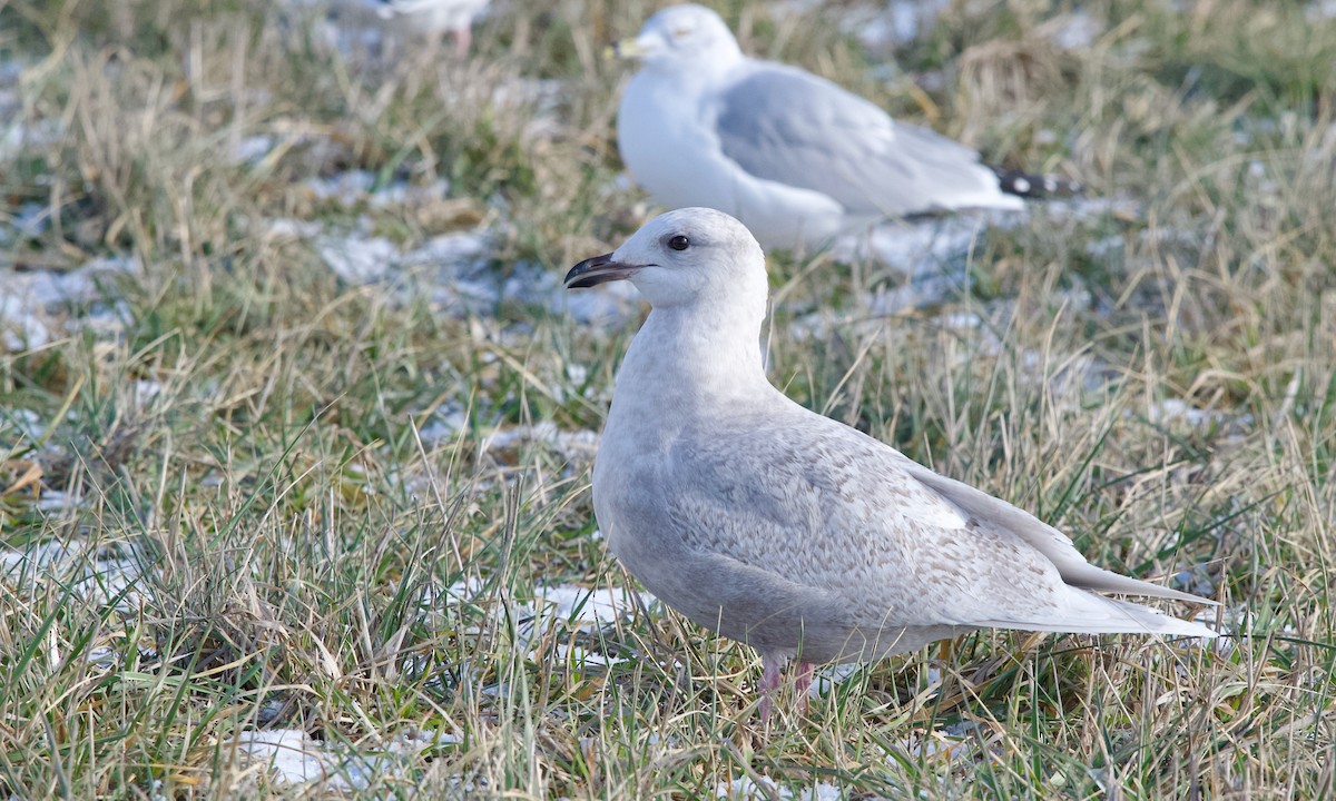 Iceland Gull (kumlieni) - ML646803963