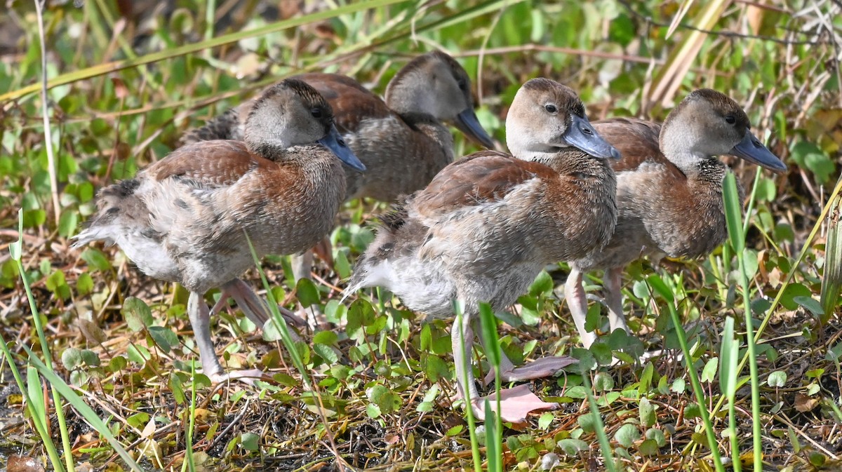 Black-bellied Whistling-Duck - ML646803964