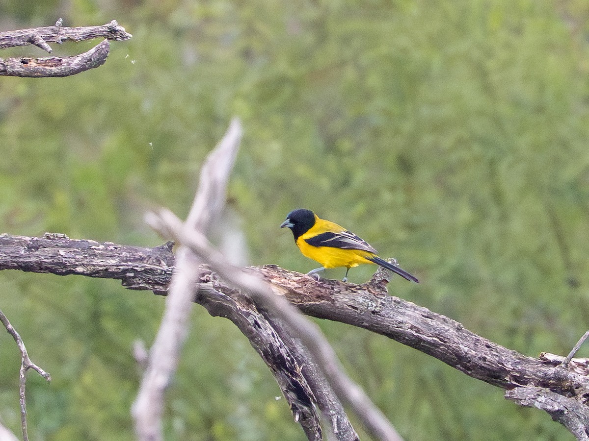 Audubon's Oriole - ML646803965