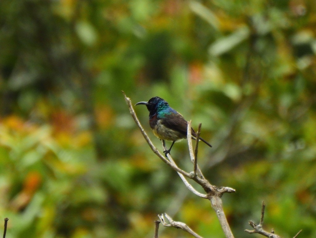 Souimanga Sunbird - ML646803966