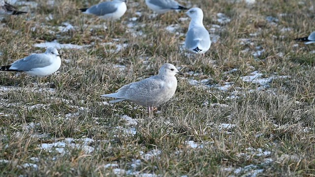 Мартин гренландський (підвид kumlieni) - ML646803967