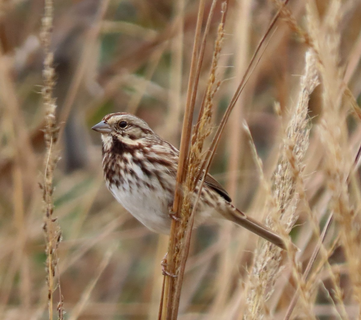 Song Sparrow - ML646803969