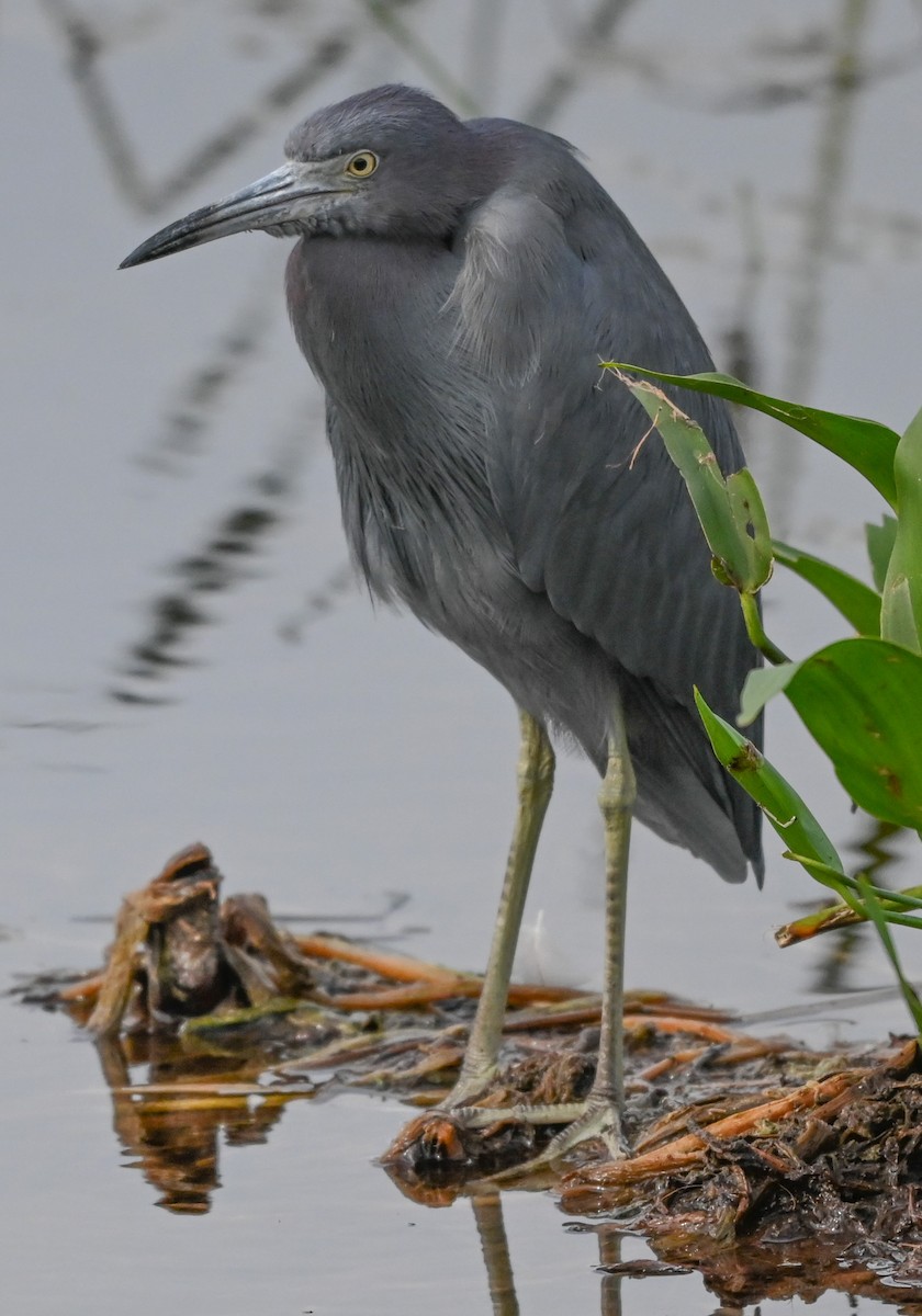 Little Blue Heron - ML646803971