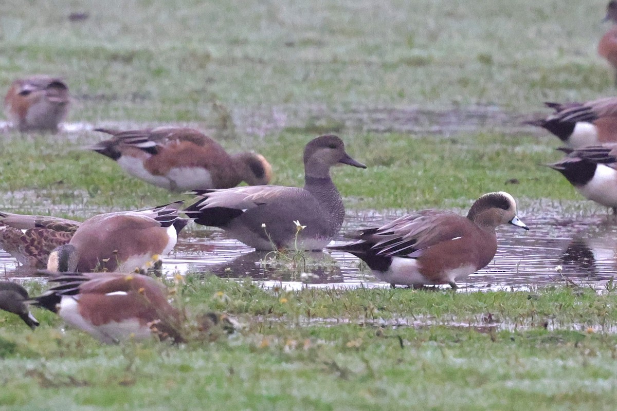 Gadwall - ML646803973