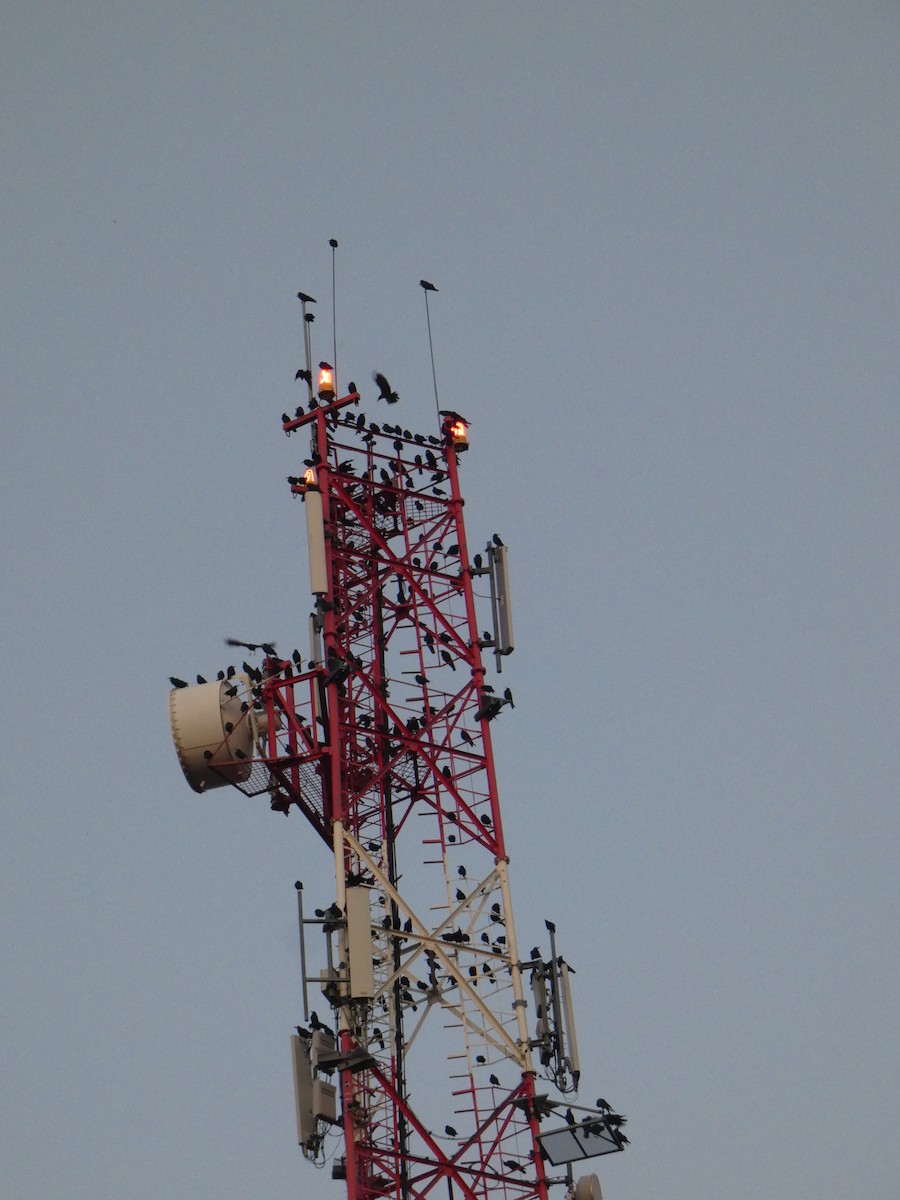 Ekin Kargası - ML646803974