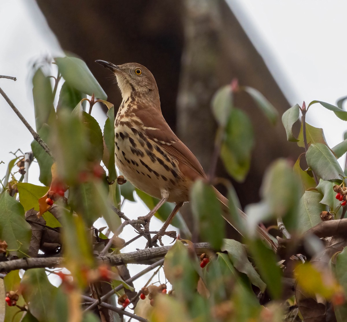 Brown Thrasher - ML646803976