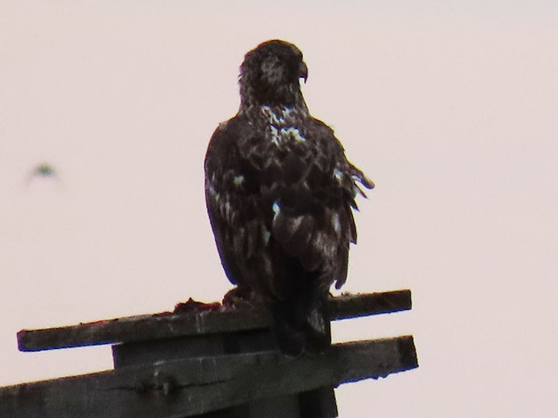 Weißkopf-Seeadler - ML646803977