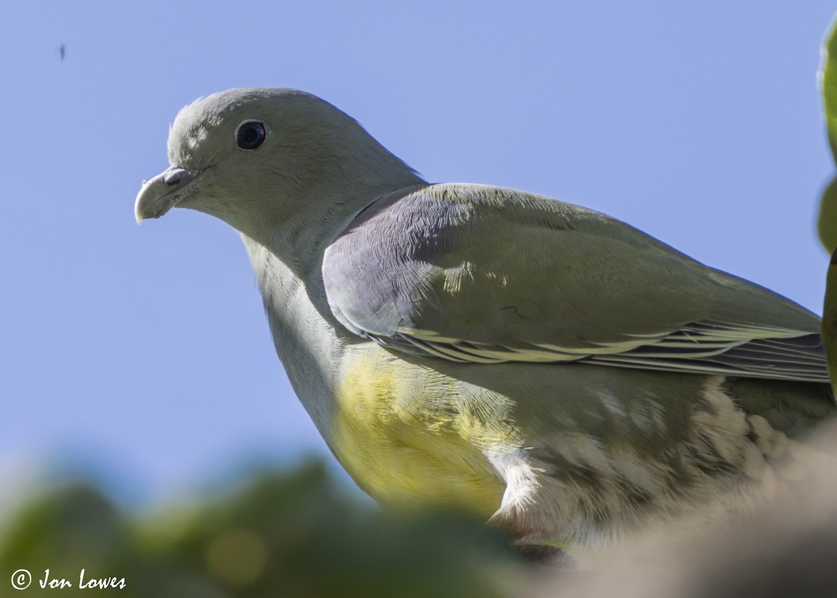 Вінаго жовточеревий - ML646803978