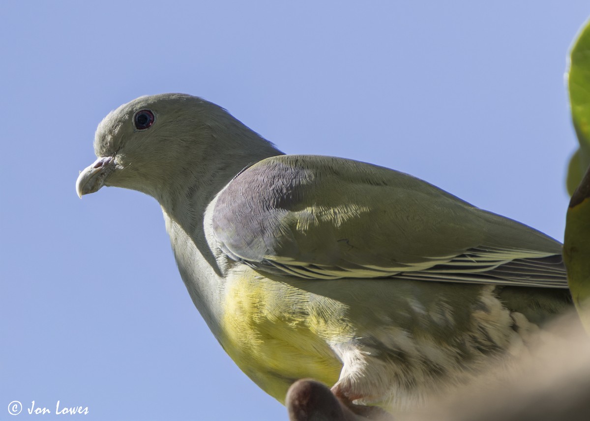 Вінаго жовточеревий - ML646803979