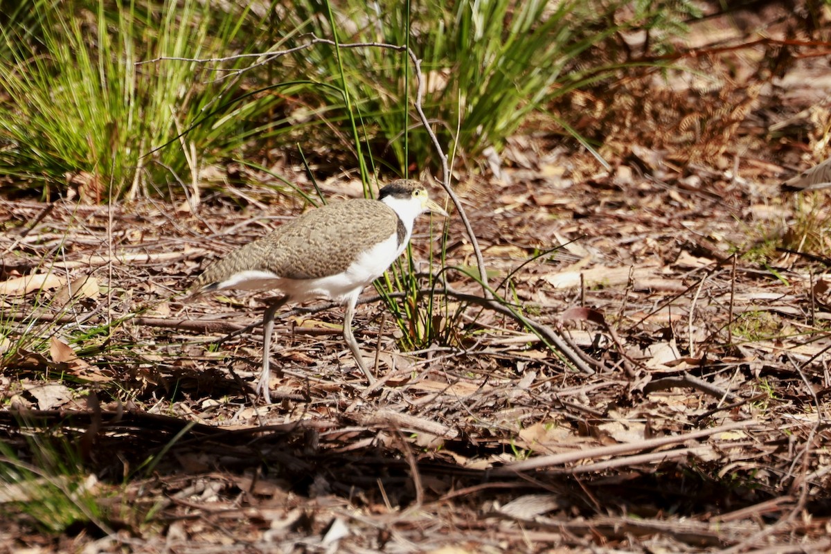 čejka australská (ssp. novaehollandiae) - ML646803982