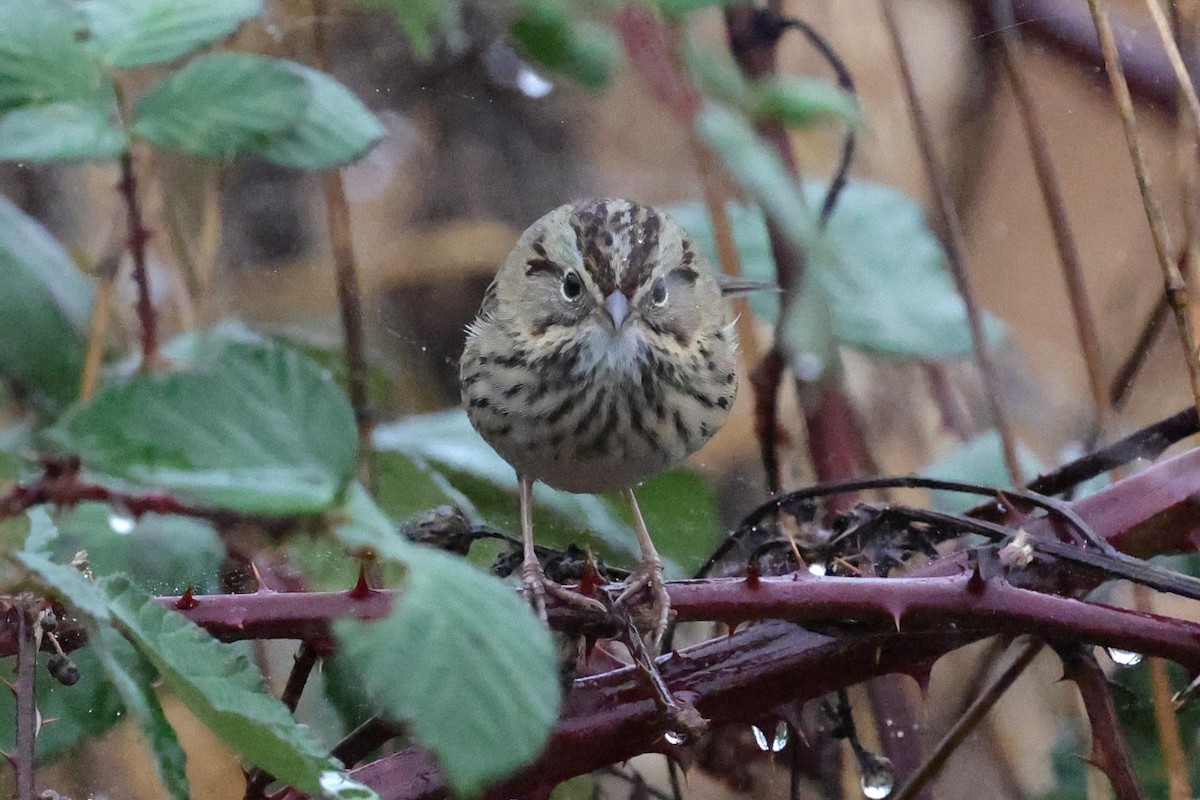 Lincoln's Sparrow - ML646803983