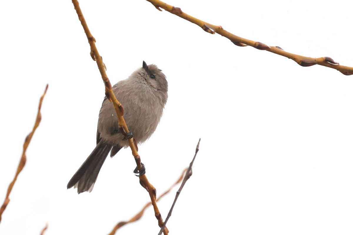 Mito Sastrecillo - ML646803986