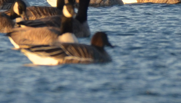 Tundra Bean-Goose - ML646803987