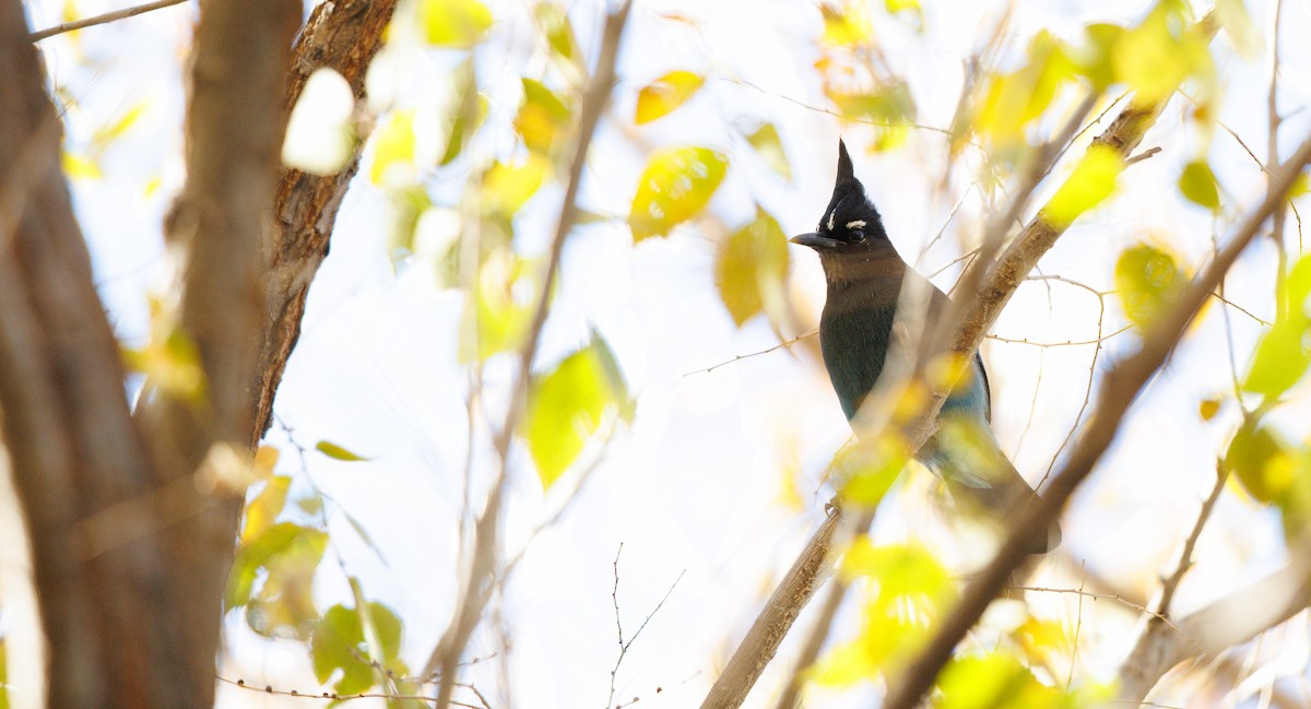 Стеллерова сойка [группа diademata] - ML646803988