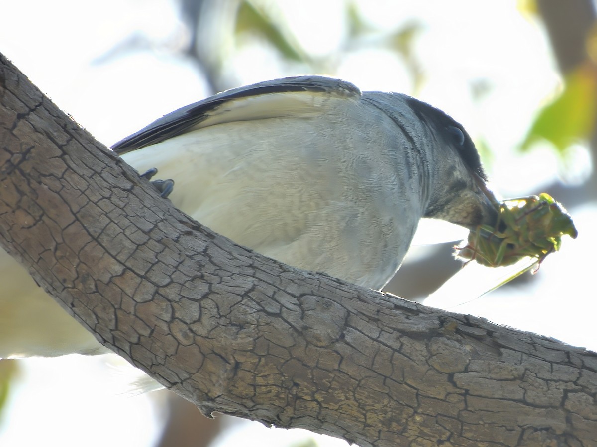 Kara Yüzlü Tırtılyiyen - ML646803989