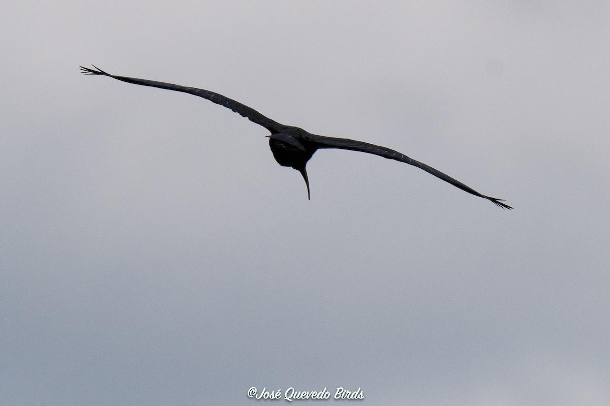 Nacktzügelibis - ML646803991