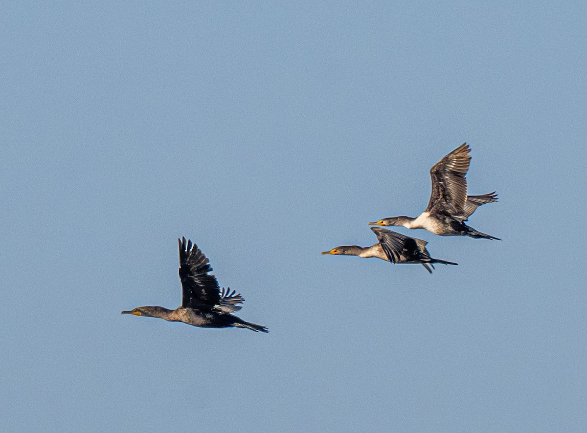 Cormoran à aigrettes - ML646803997