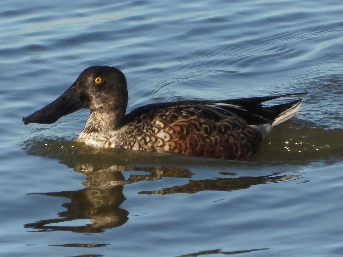 skjeand - ML646804001