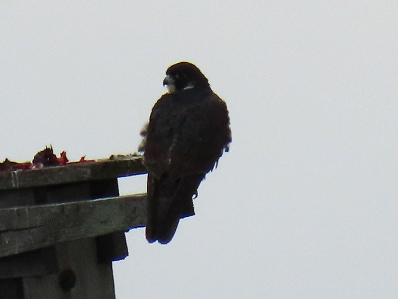 Wanderfalke - ML646804007