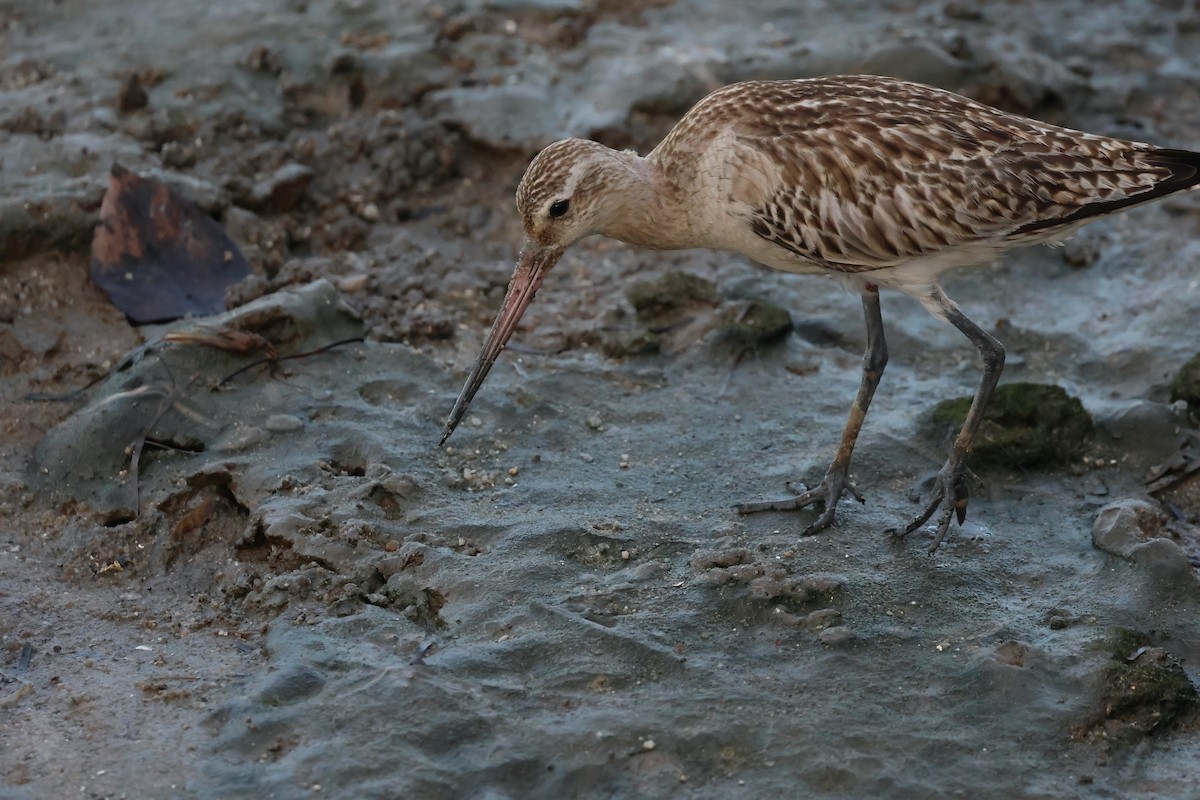 Barge rousse - ML646804008