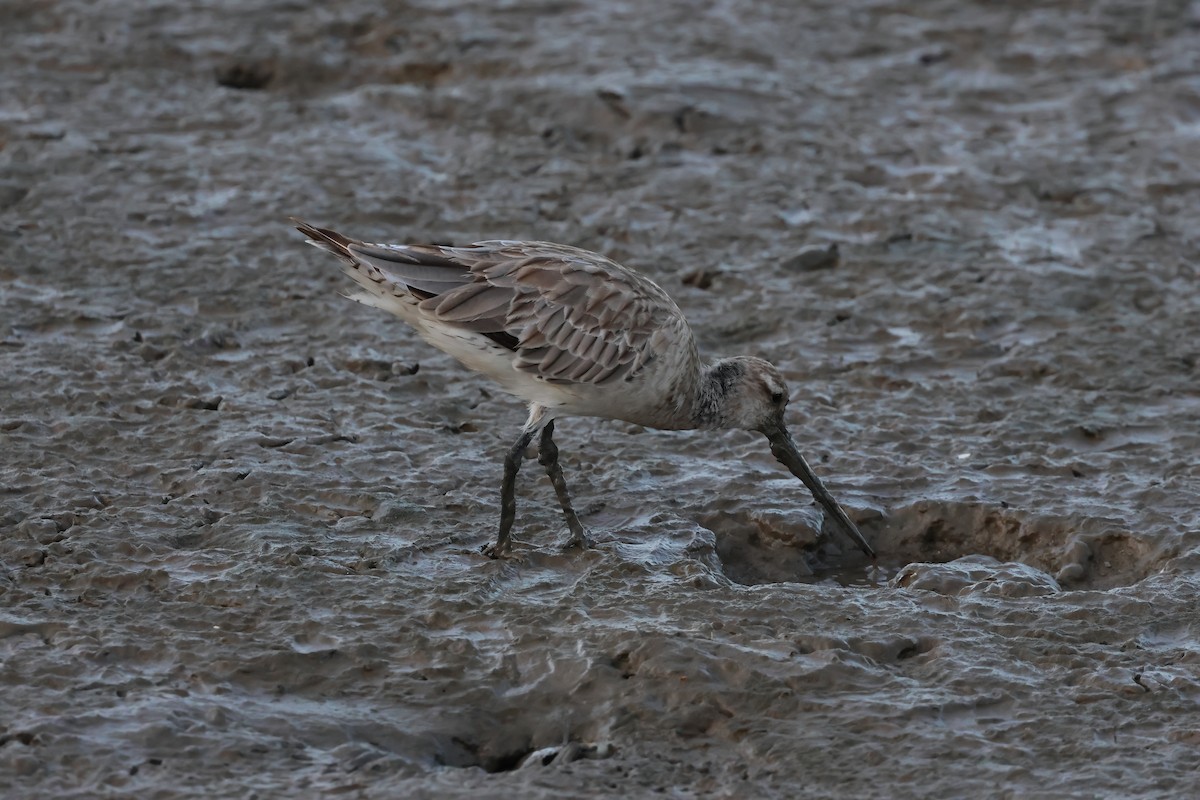 Barge rousse - ML646804009