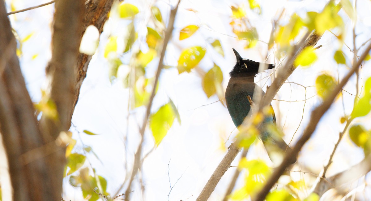 Стеллерова сойка [группа diademata] - ML646804010