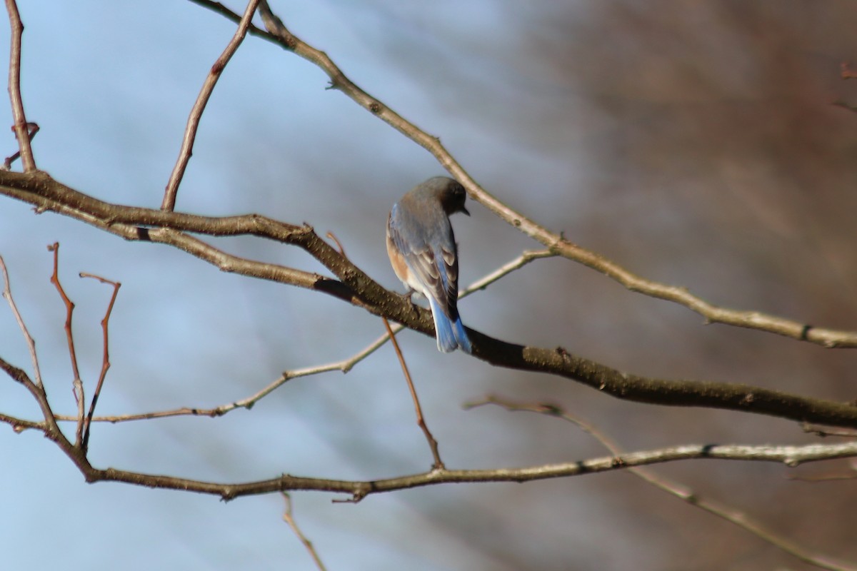 Azulejo Oriental - ML646804011