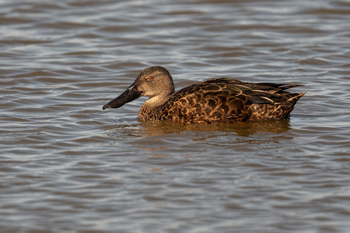 Halbmond-Löffelente - ML646804012