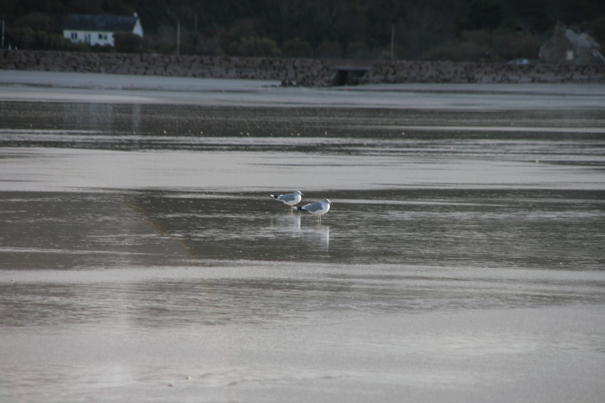 Kaio mokohoria - ML646804013