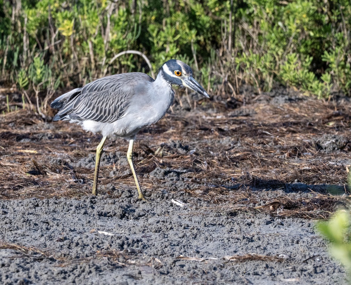 Yellow-crowned Night Heron - ML646804014