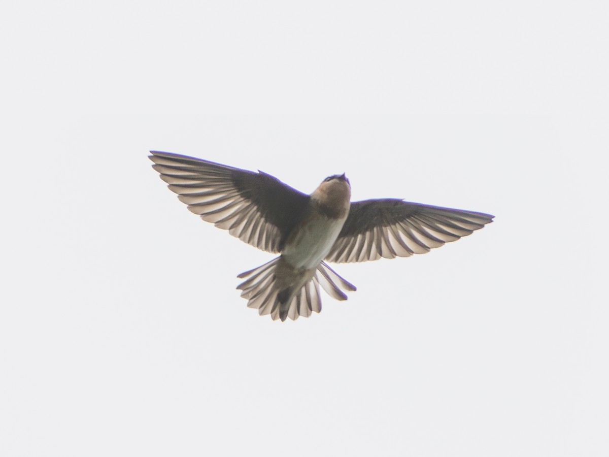 Cave Swallow - ML646804019