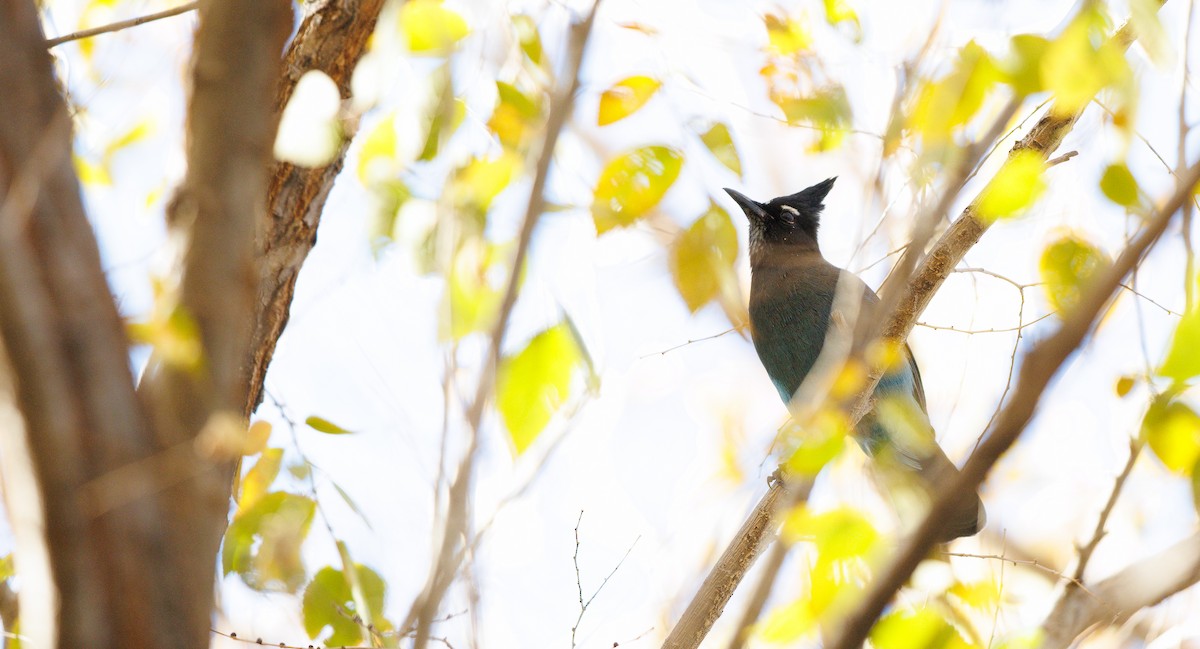 Стеллерова сойка [группа diademata] - ML646804020