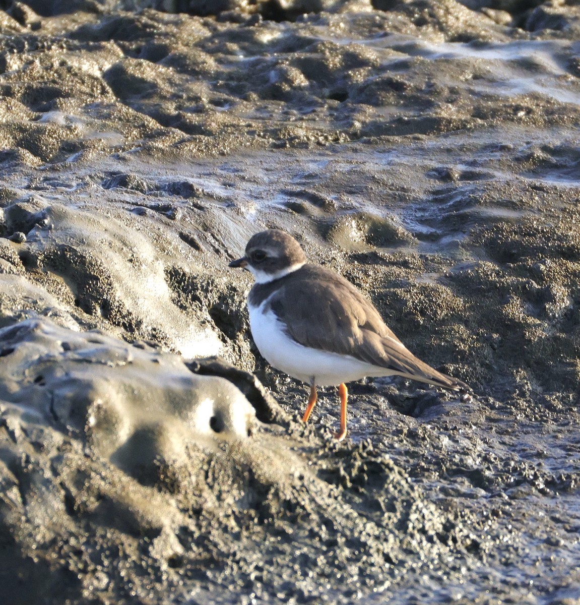 חופמי אמריקני - ML646804021