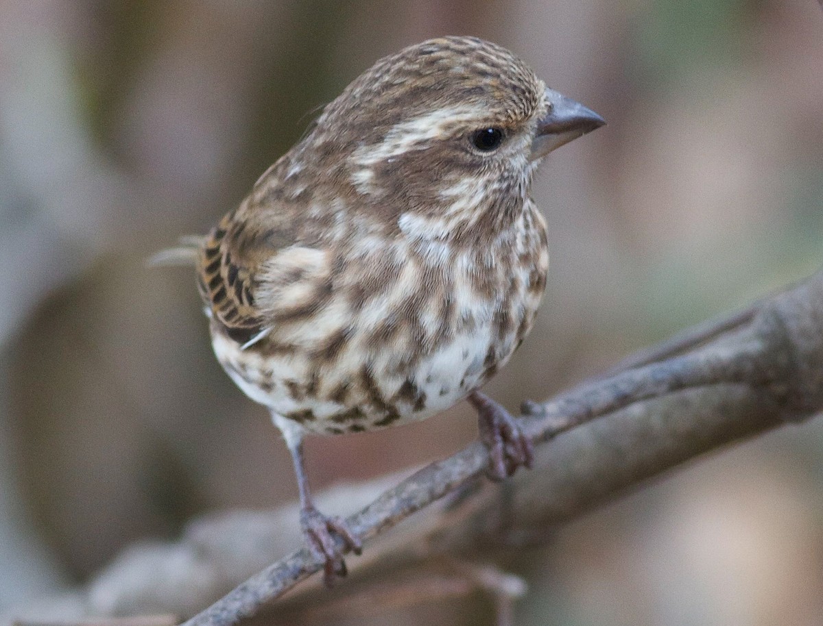 Пурпурная чечевица - ML646804023