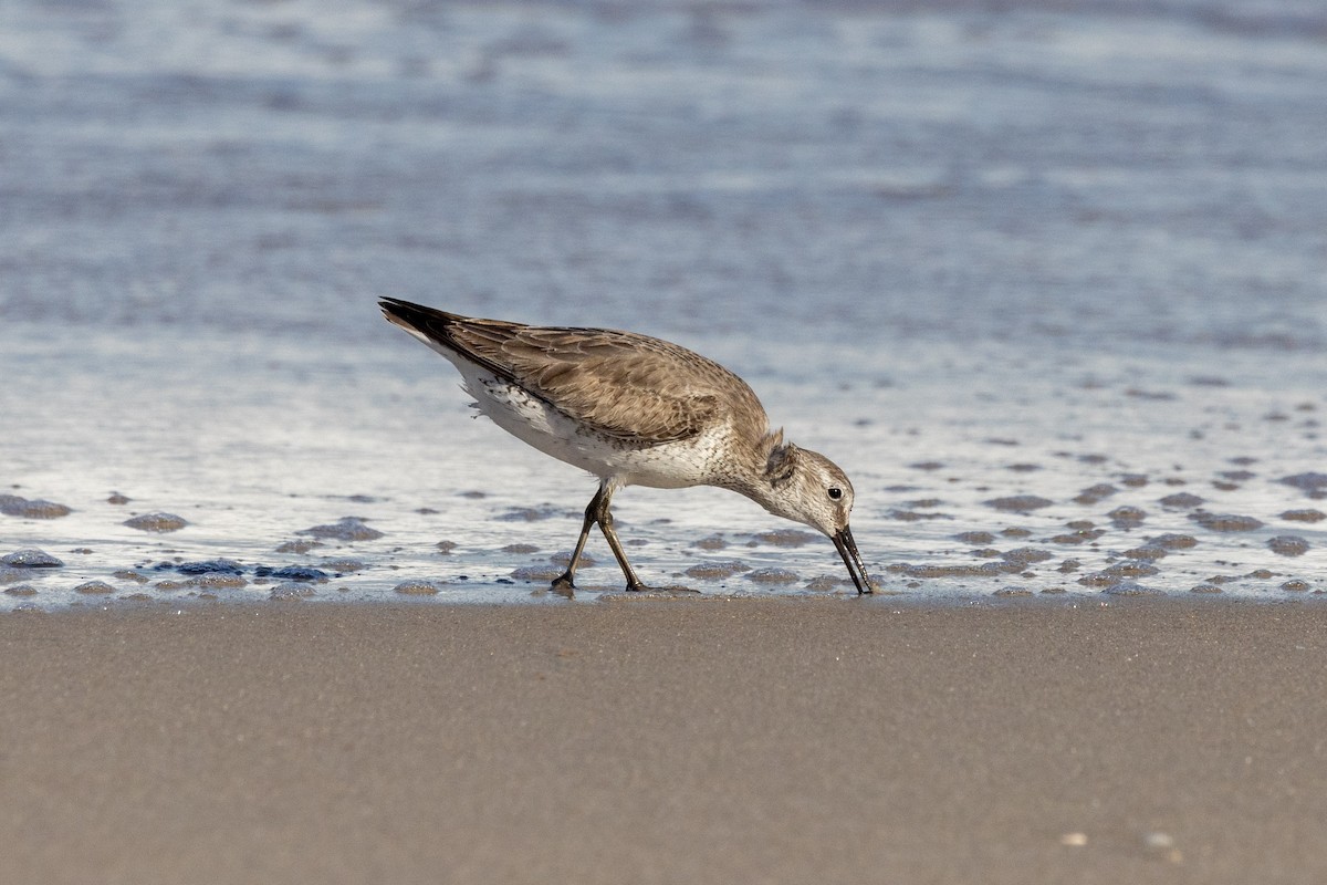 Red Knot - ML646804024