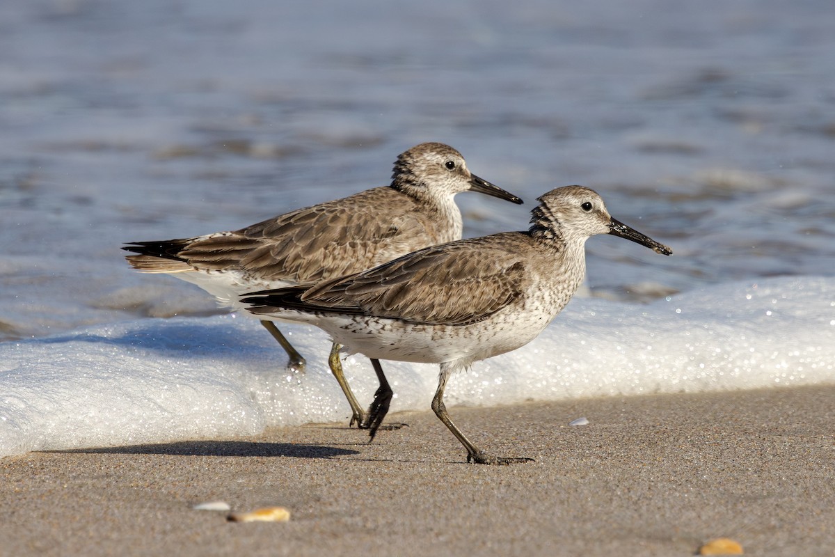 Red Knot - ML646804025