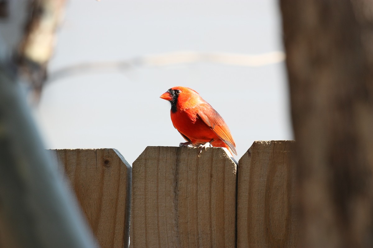 Northern Cardinal - ML646804026