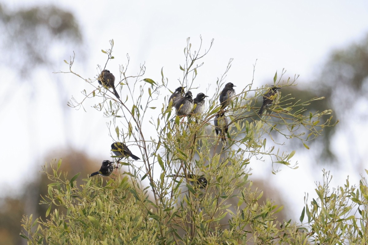 New Holland Honeyeater - ML646804027