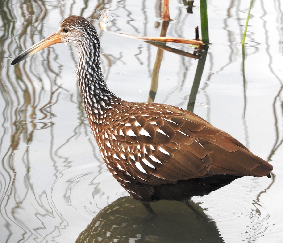 Арама - ML646804031