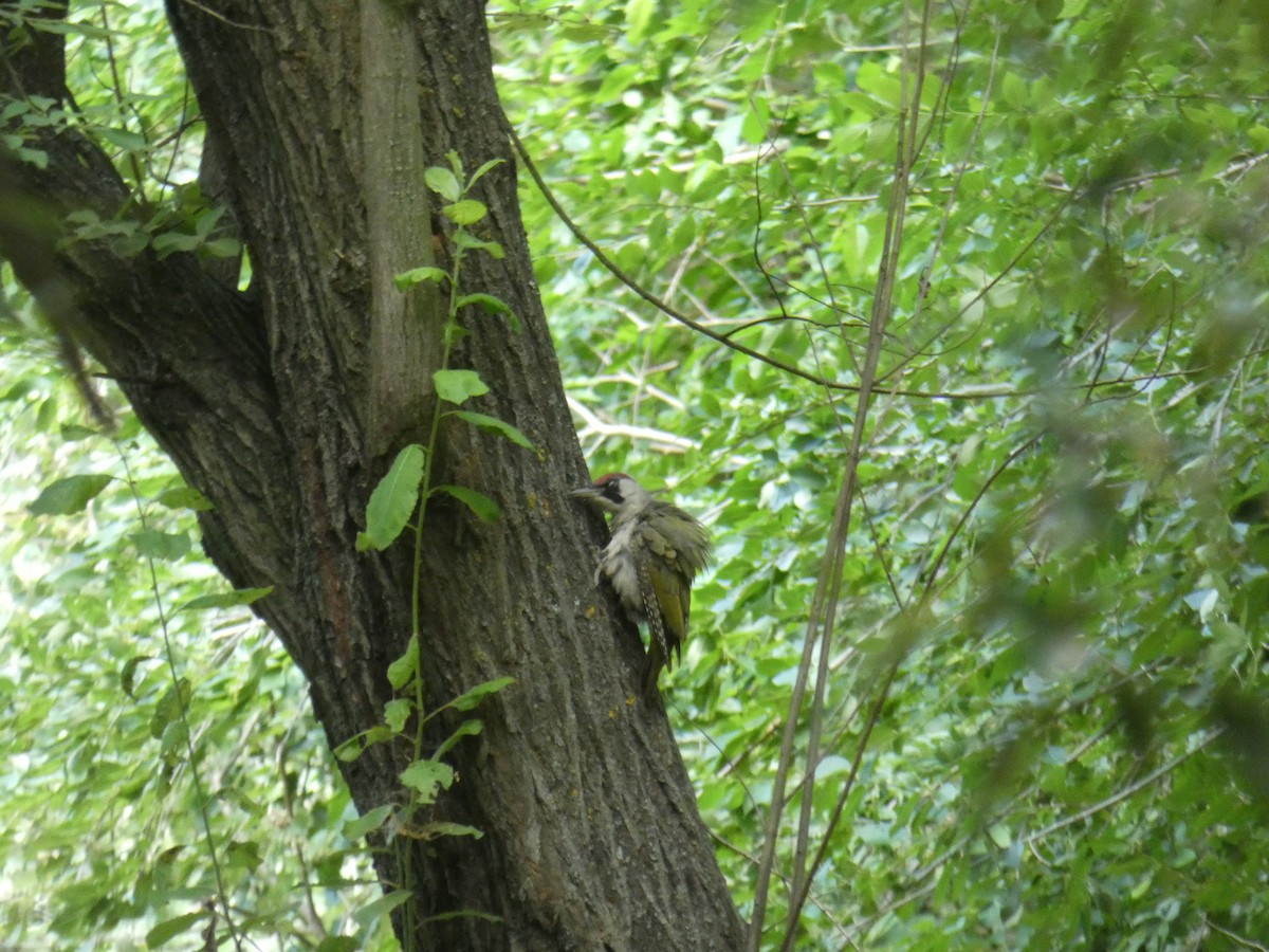 נקר ירוק - ML646804035