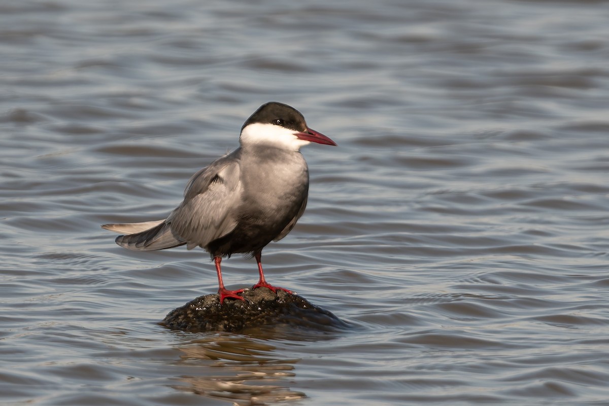 Weißbart-Seeschwalbe - ML646804037