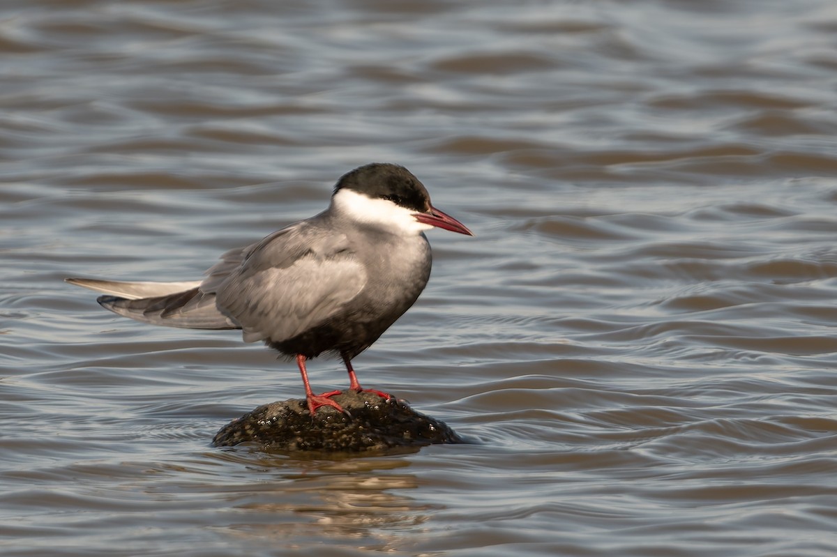 Weißbart-Seeschwalbe - ML646804038