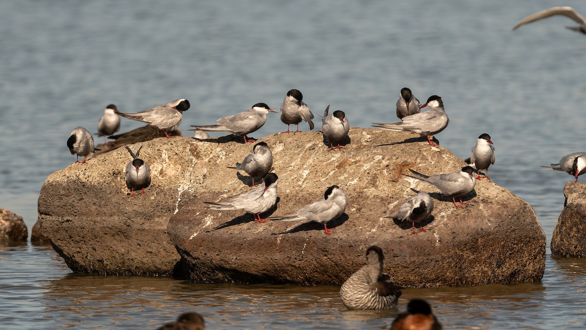 Weißbart-Seeschwalbe - ML646804039