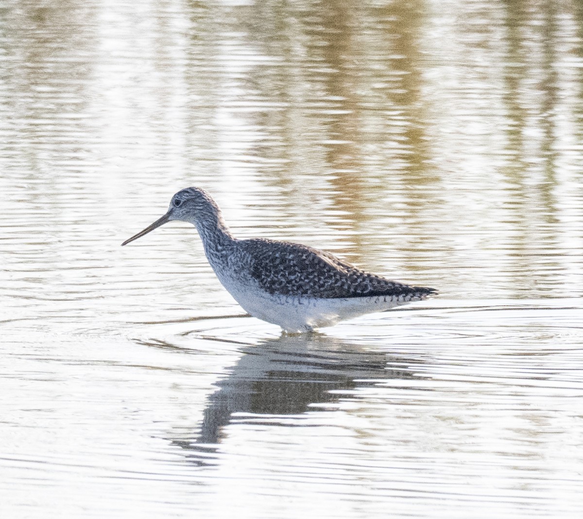 Greater Yellowlegs - ML646804040