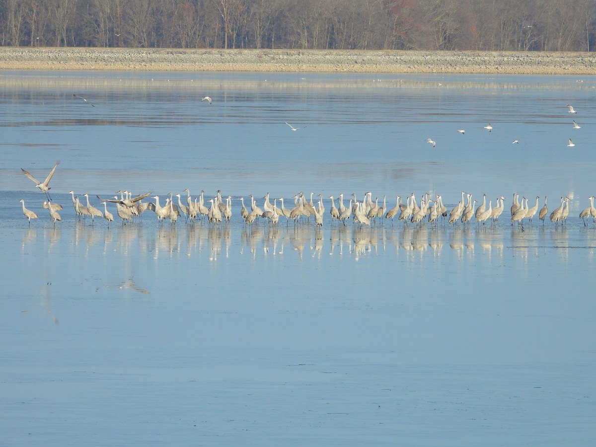 Журавель канадський - ML646804052